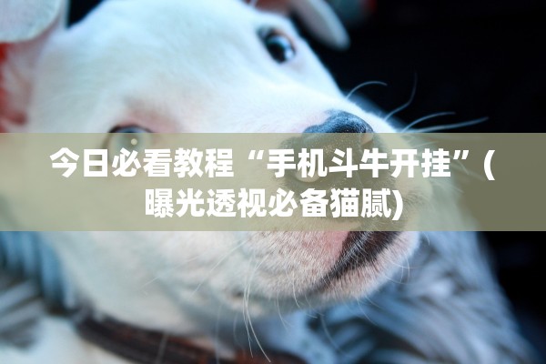 今日必看教程“手机斗牛开挂”(曝光透视必备猫腻)