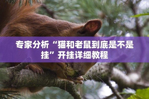 专家分析“猫和老鼠到底是不是挂”开挂详细教程