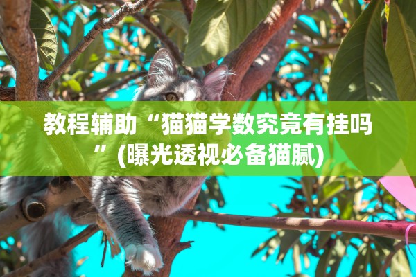 教程辅助“猫猫学数究竟有挂吗”(曝光透视必备猫腻)