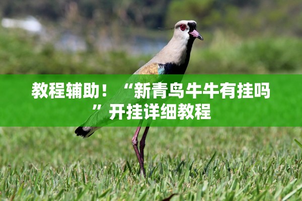 教程辅助！“新青鸟牛牛有挂吗	”开挂详细教程