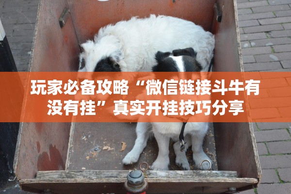 玩家必备攻略“微信链接斗牛有没有挂”真实开挂技巧分享