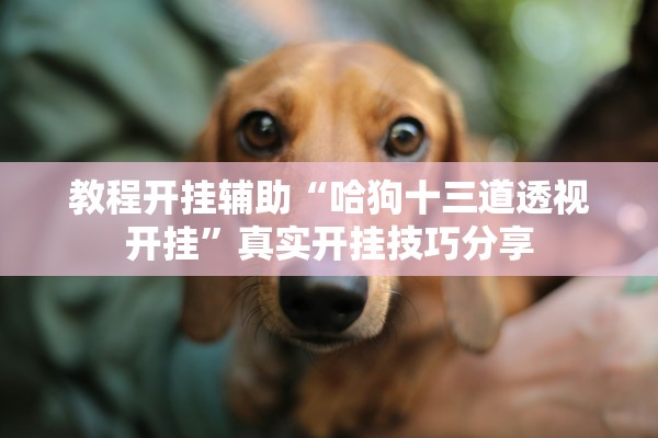 教程开挂辅助“哈狗十三道透视开挂”真实开挂技巧分享