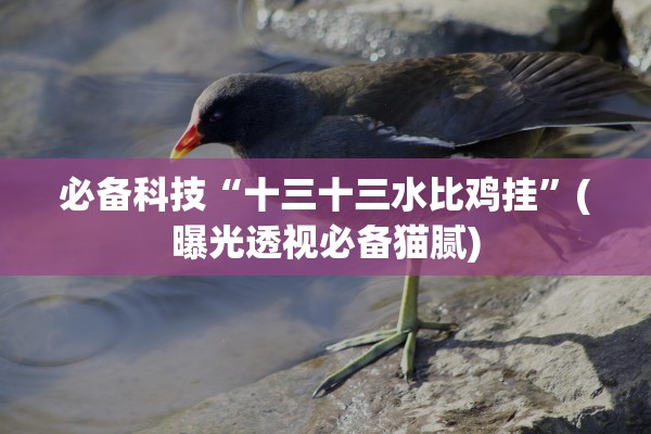 必备科技“十三十三水比鸡挂”(曝光透视必备猫腻)